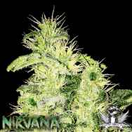 Nirvana Seeds Supreme CBD Kush